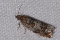 Ancylis achatana