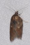 Acleris hastiana