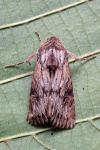 Aporophyla australis