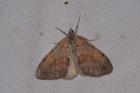 Pennithera firmata