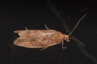 Epinotia sordidana