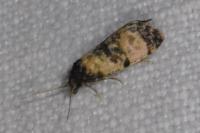 Cochylis atricapitana