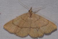 Paracolax tristalis