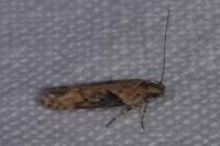 Scrobipalpa costella