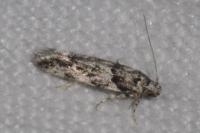 Recurvaria nanella