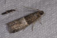 Elegia atrifasciella