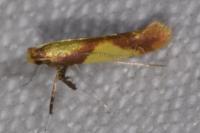 Caloptilia alchimiella