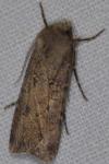 Agrotis segetum