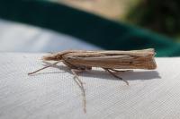 Ancylolomia tentaculella