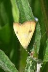 Rivula sericealis