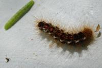 Euproctis chrysorrhoea
