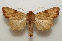 Apamea sublustris