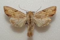 Apamea lithoxylaea