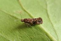 Acrolepia autumnitella
