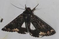 Catephia alchymista