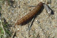 Aporophyla australis