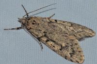 Diurnea fagella