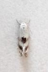 Elachista maculicerusella