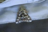 Biston strataria