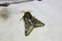 Apocheima hispidaria