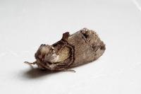 Drymonia velitaris