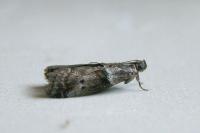 Acrobasis consociella