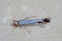 Lyonetia clerkella