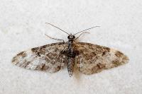 Eupithecia irriguata