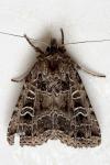 Naenia typica