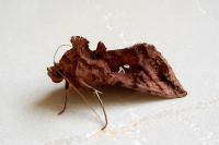 Autographa jota
