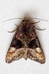 Euplexia lucipara