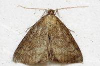 Psammotis pulveralis