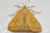 Sitochroa verticalis