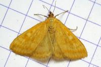 Sitochroa verticalis
