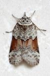 Nycteola siculana