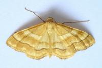 Idaea circuitaria