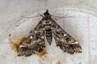 Diasemiopsis ramburialis