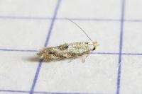 Bucculatrix albedinella