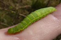 Plusia festucae