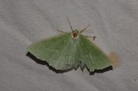 Geometra papilionaria