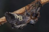 Diloba caeruleocephala