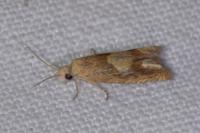 Eucosma conterminana