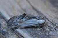 Harpyia milhauseri