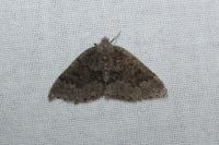 Aleucis distinctata