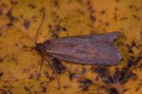 Diurnea lipsiella
