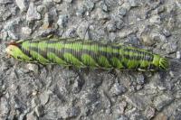 Agrius convolvuli
