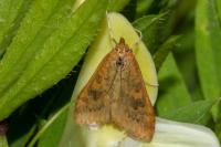 Udea ferrugalis