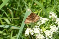 Euclidia glyphica