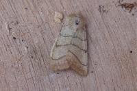 Charanyca trigrammica