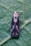 Blastodacna hellerella